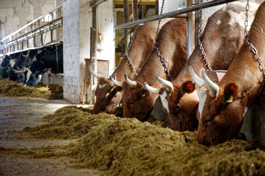 high-angle-view-cow-field