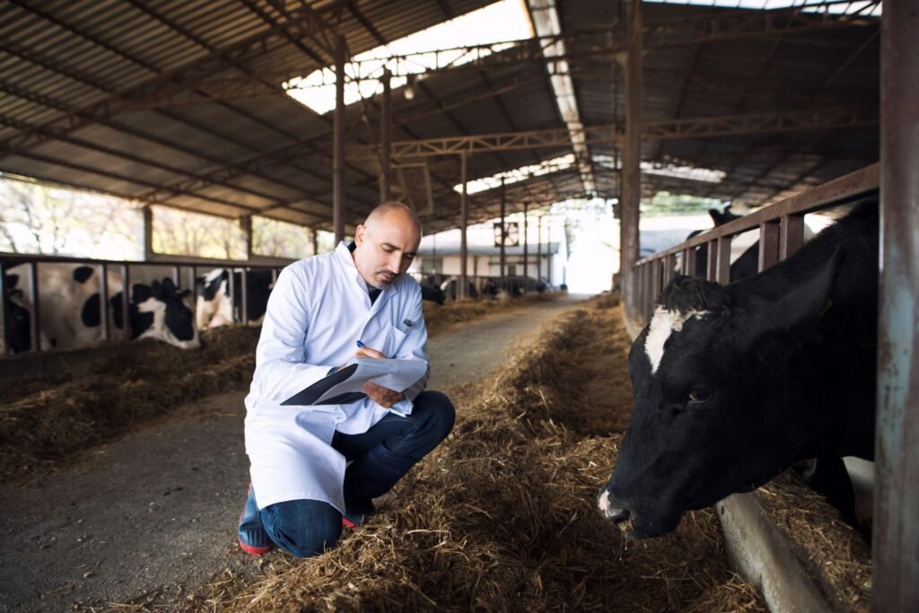 veterinarian-doctor-checking-health-status-cattle-cows-farm