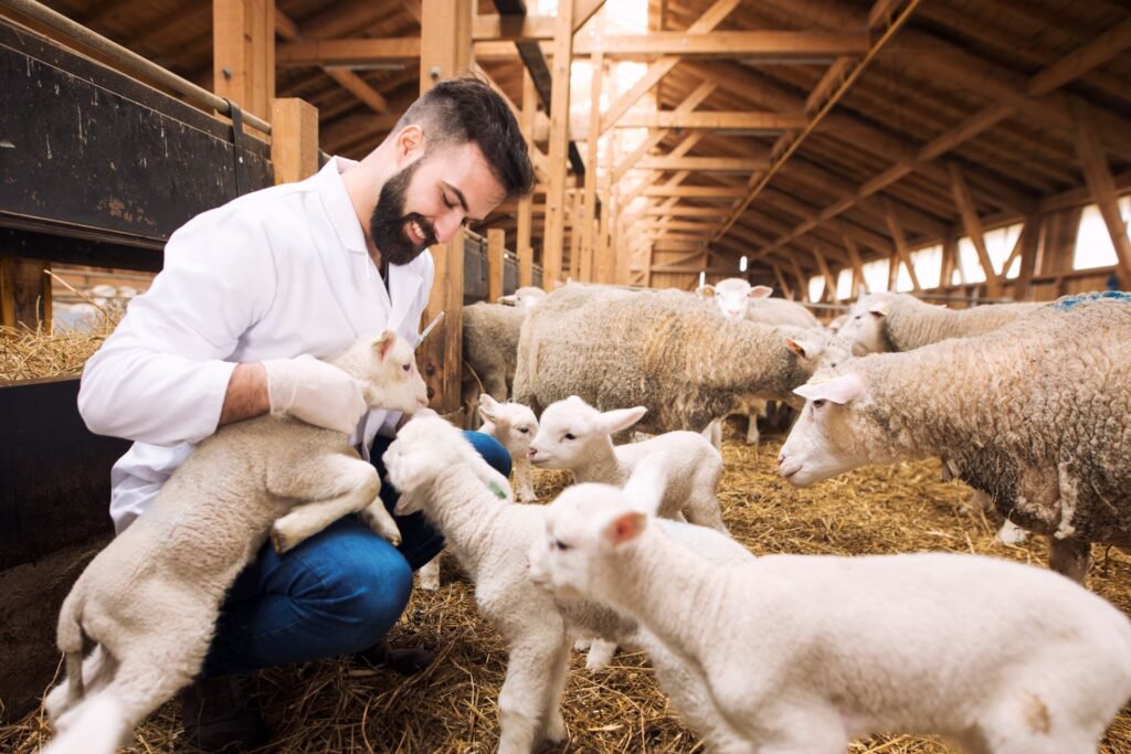 veterinarian-taking-care-lambs-sheep-farm