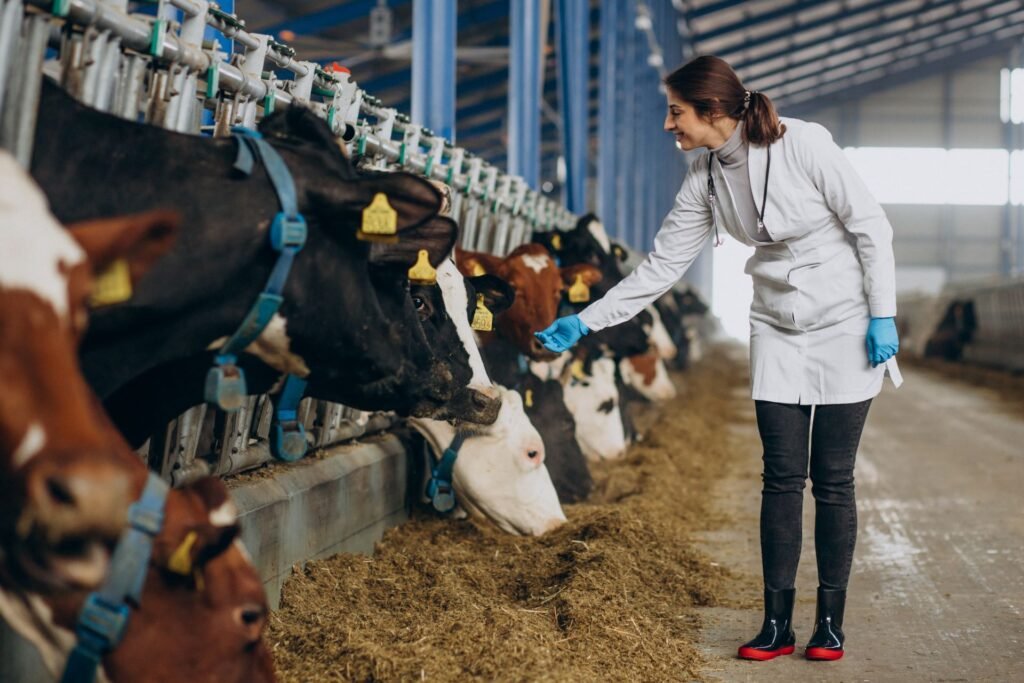 veterinary-lab-robe-standing-cowshed